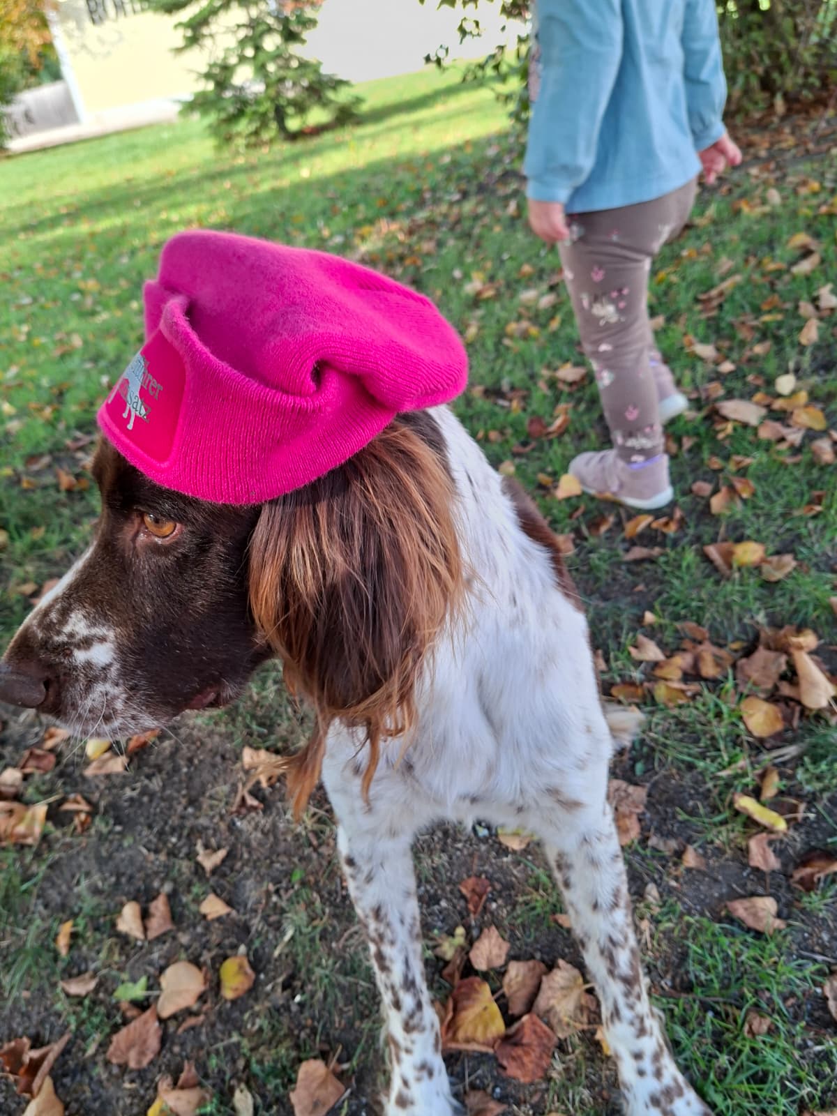 Pinke Strickhaube Hundeführer im Einsatz, für das Foto auf einem Jagdhund präsentiert
